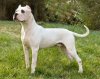 Dogo Argentino.jpg