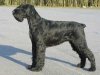 Giant-Schnauzer.jpg