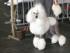 poodle1.jpg