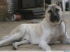 111962473-kangal-anatolische-herder.jpg