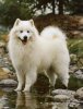 samoyed01xx8.jpg