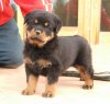 rottweiler_puppi&.jpg