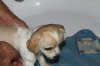 BOLT'S  FIRST  BATH&.jpg