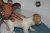 BOLT'S  FIRST  BATH&.jpg