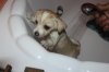 BOLT'S  FIRST  BATH&.jpg