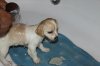 BOLT'S  FIRST  BATH&.jpg