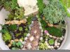 miniature garden&#3.jpg