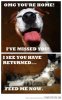 funny-dog-vs-cat-.jpg