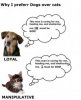 Dogs Vs. Cats..jpg