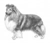 SHELTIE_FCI..jpg