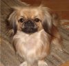 pekingese_anasatasovska.jpg