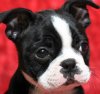 black-boston-terrier-puppy.jpg