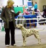 LUA-Dalmatian-Fiona-Crufts13.jpg