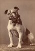 422px-Original_Handsome_Dan_Yale's_mascot.jpg