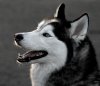 siberian-huskey6.jpg