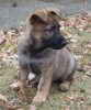 GermanShepherdSienna2Months.JPG