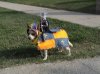 Halloween%u00252Bdogs%2BCrusader.jpg