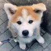 ayu___akita_inu_by_memographie-d4zfe57.jpg