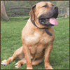 boerboelbreeder-charlie5.gif