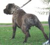 boerboel-female11.jpg