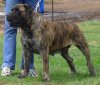 boerboel-female14.jpg