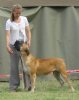 boerboel-femaleH6.jpg