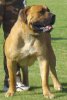 boerboel-male0001.jpg