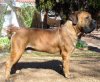 boerboel-male040.jpg