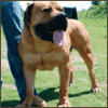 southafricanboerboelcharlie1.gif