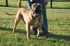 southafricanboerboelronny.jpg