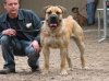 boerboel-15457.jpg