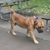 Boerboel_2Ddog5_small1.jpg