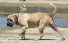 South-African-Boerboel.jpg