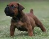 Boerboel_Puppies.jpg