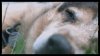 Dog-Opening-Eye-Cinemagraph.jpg