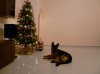 daphne and christmas tree.jpg