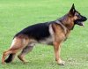 Show-line-German-shepherd-CCK9-Blog-300x234.jpg