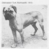 bullmastiff 1910.jpg