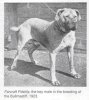 Bullmastiff 1923.jpg