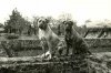 Bullmastiffs 1940.jpg