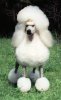 poodle1.JPG