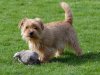 norfolk-terrier.jpg