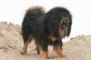 tibetan-mastiff-2.jpg