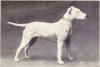 Bull_Terrier_from_1915.JPG