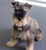 miniatureschnauzer_p001.JPG