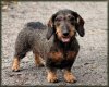 Dachshund 2-33 (1).jpg