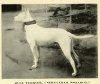 STREATHAM MONARCH (BULL TERRIER)~1890.jpg