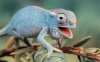 Colorful-chameleon-wallpapers-1920x1200-18.jpg