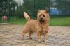 cairn-terrier-full.jpg