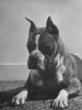 boxer-bang-away-of-sirrah-crest-posing-for-photograph.jpg